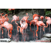 Flamingo Baskılı Halı